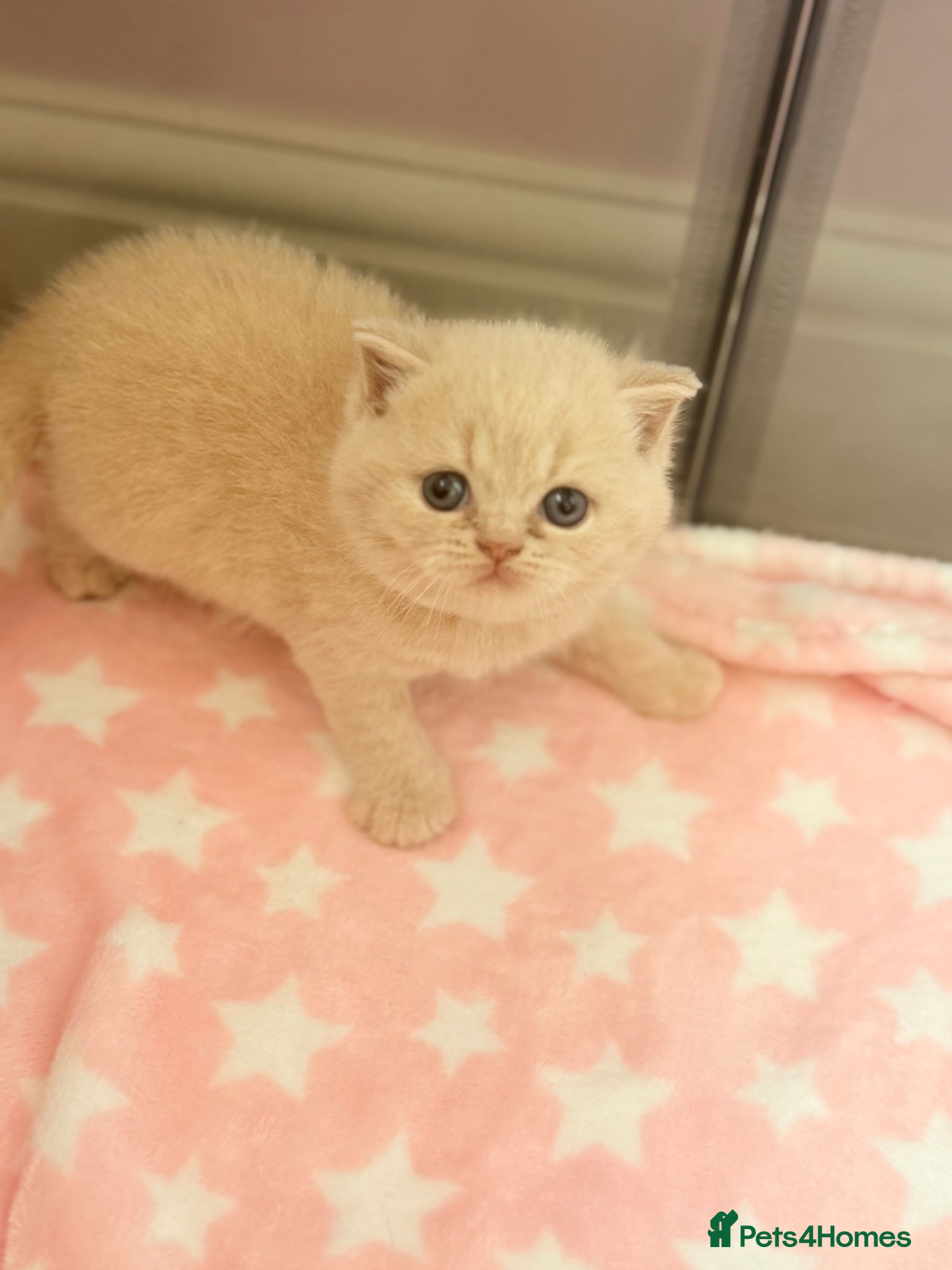British Shorthair cats for sale: CREAM BRITISH SHORTHAIR MALE - GCCF REG - Advert 8