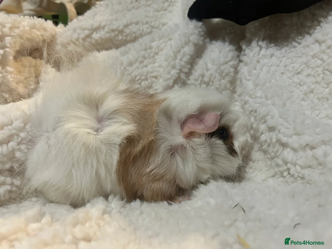 Guinea Pig rodents for sale: Super Cute/fluffy Rosetta Guinea Pigs  - Advert 3