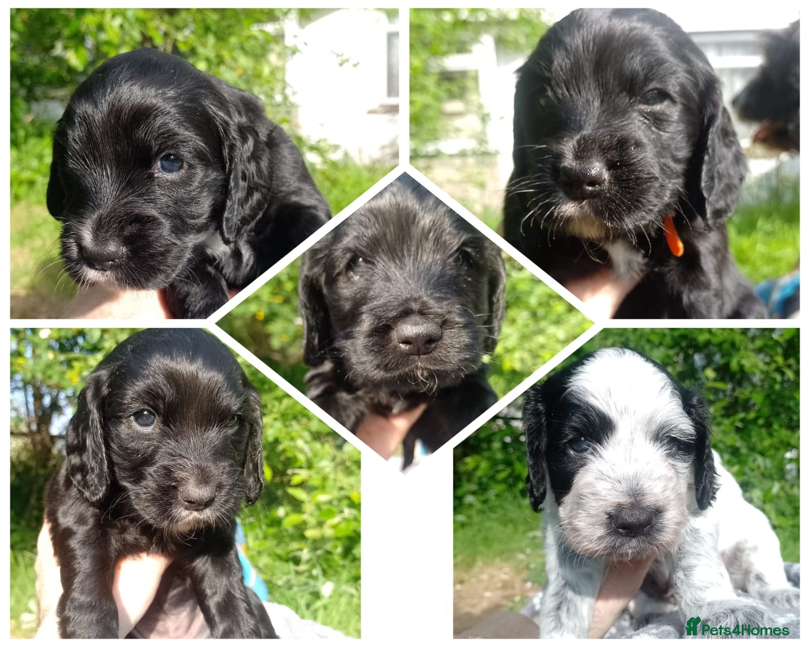 Cockapoo dogs Five Delightful Cock a poo  Puppies for Sale  - Advert 10