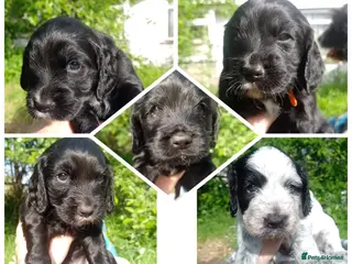 Cockapoo dogs Five Delightful Cock a poo Puppies for Sale - Advert 10