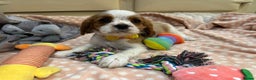 Cavalier King Charles Spaniel dogs for sale: Cavalier King Charles Spaniel Puppies - Advert 4