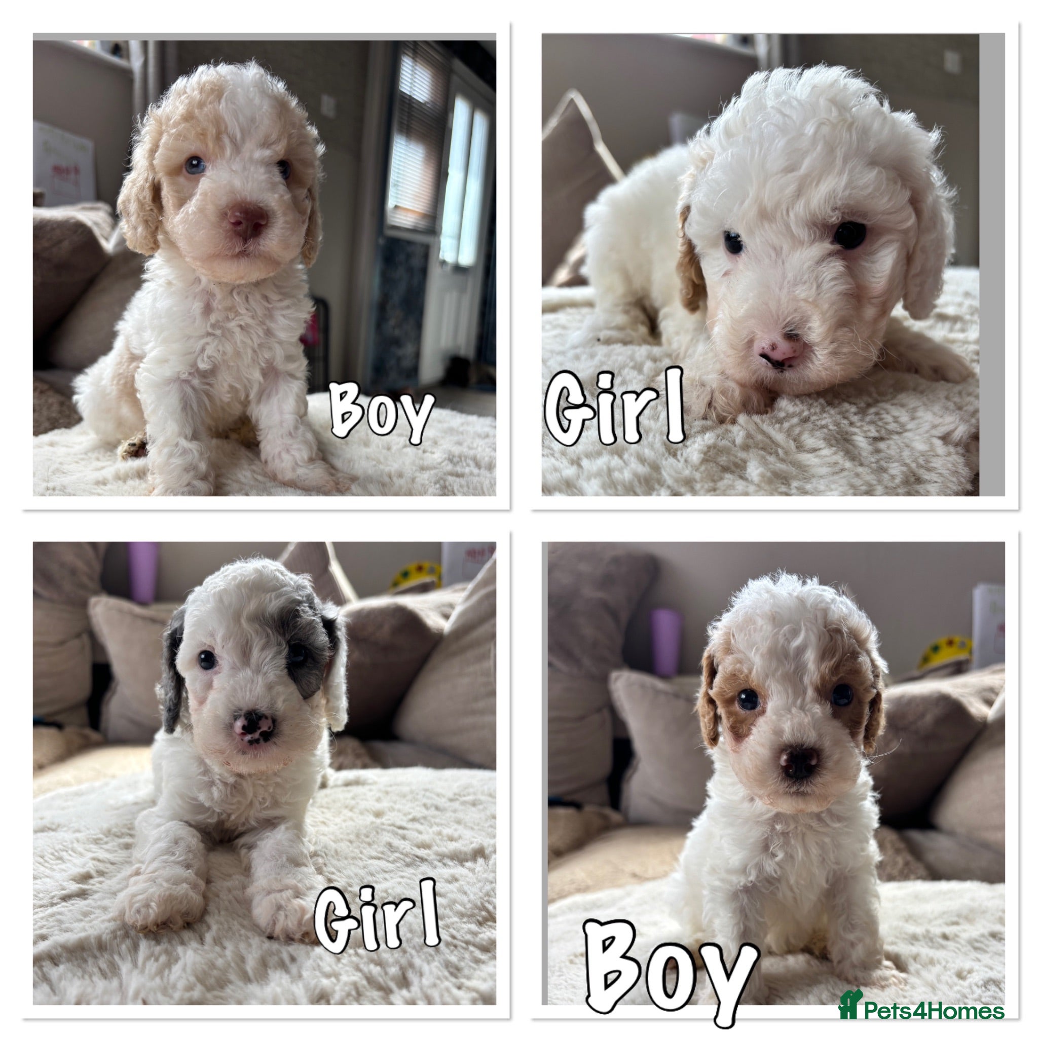Cavapoo dogs Stunning extensively health tested cavapoo pups - Advert 1