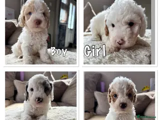 Cavapoo dogs Stunning extensively health tested cavapoo pups - Advert 1