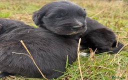 Mixed Breed dogs for sale: Bernese X Golden Retriever Puppies - Image 3