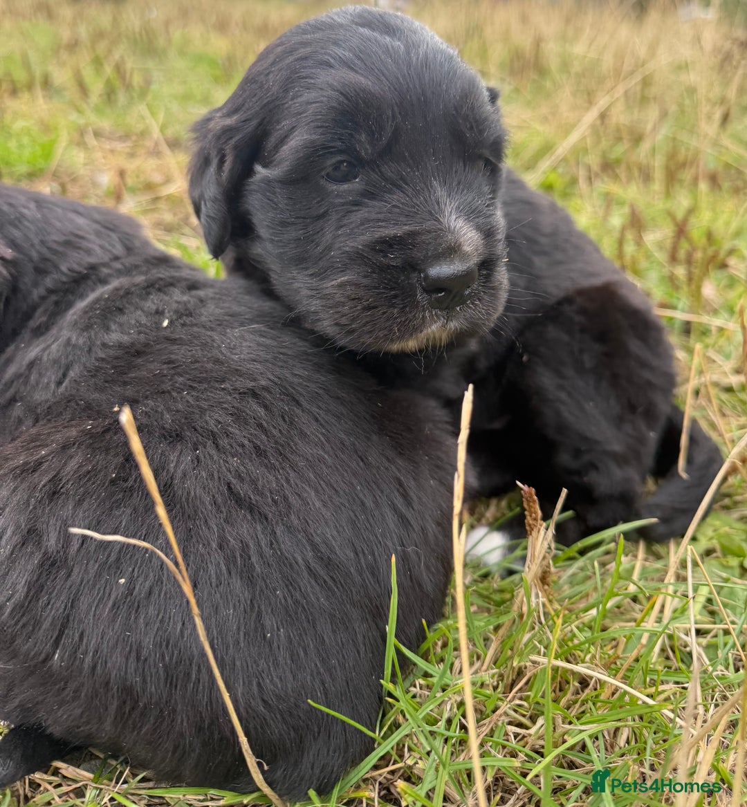 Mixed Breed dogs for sale: Bernese X Golden Retriever Puppies - Image 3