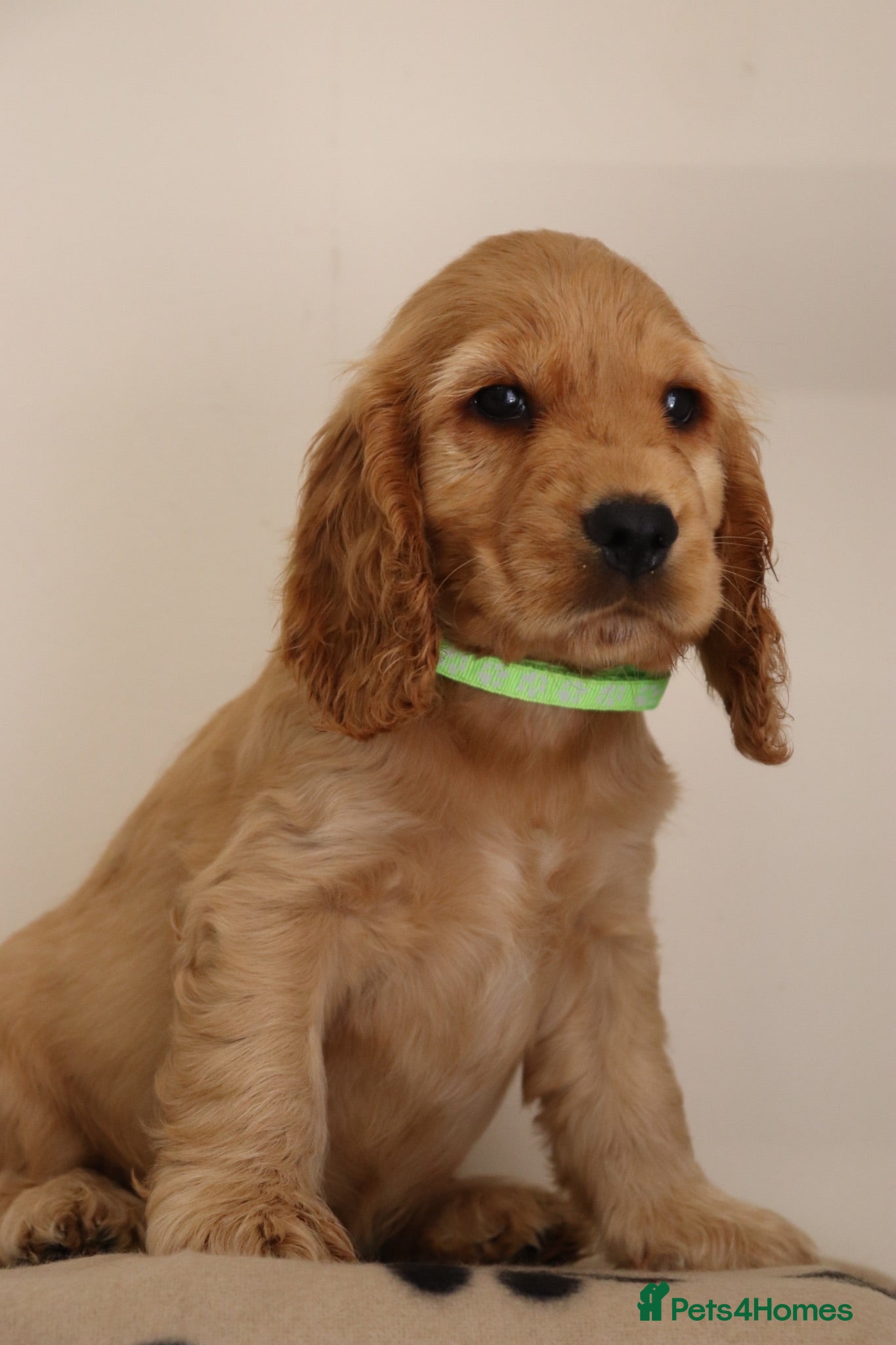Cocker Spaniel dogs Show Cocker spaniels  - Advert 1