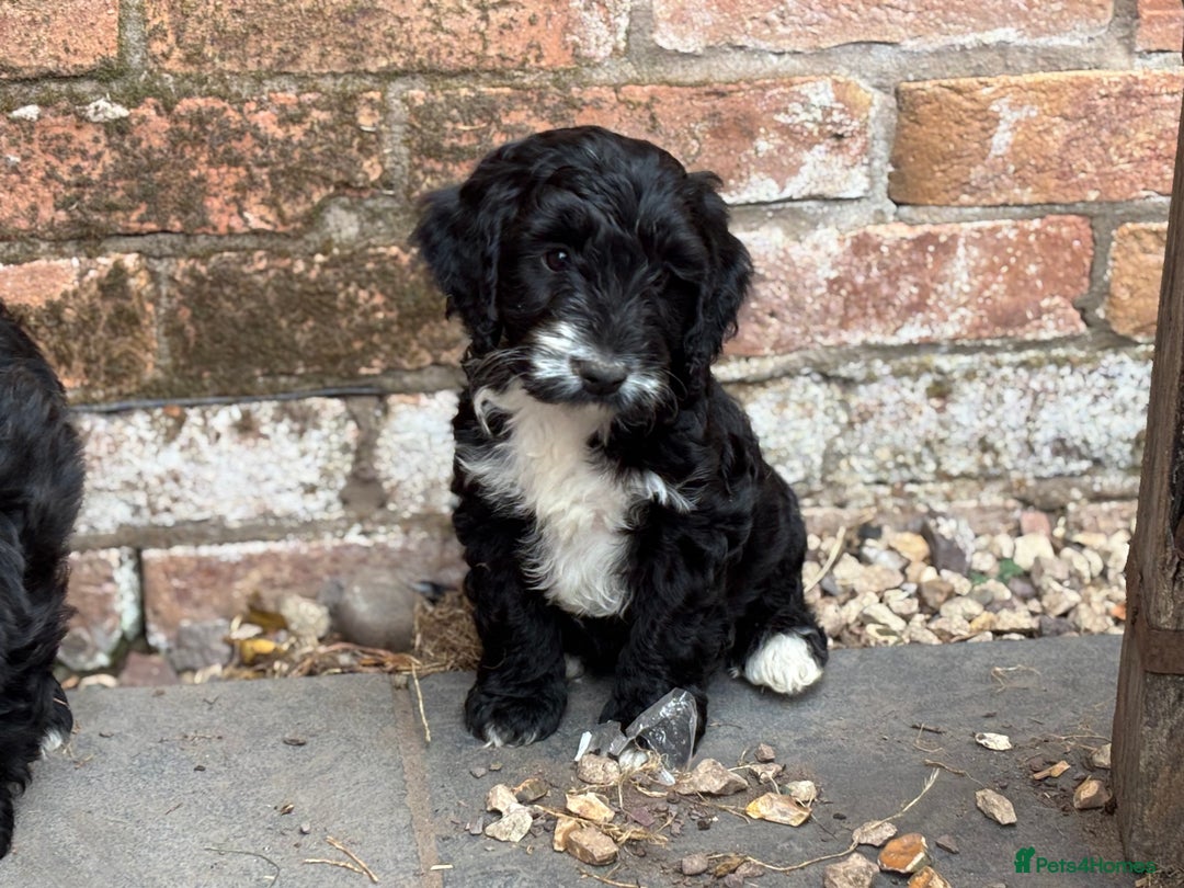 Cockapoo dogs for sale: F1 Adorable CockerPoo Puppies  - Image 9