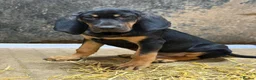 Bloodhound dogs for sale: Last boy left  - Advert 3