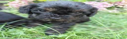 Cavapoo dogs for sale: Stunning f1 cavapoos - Advert 7