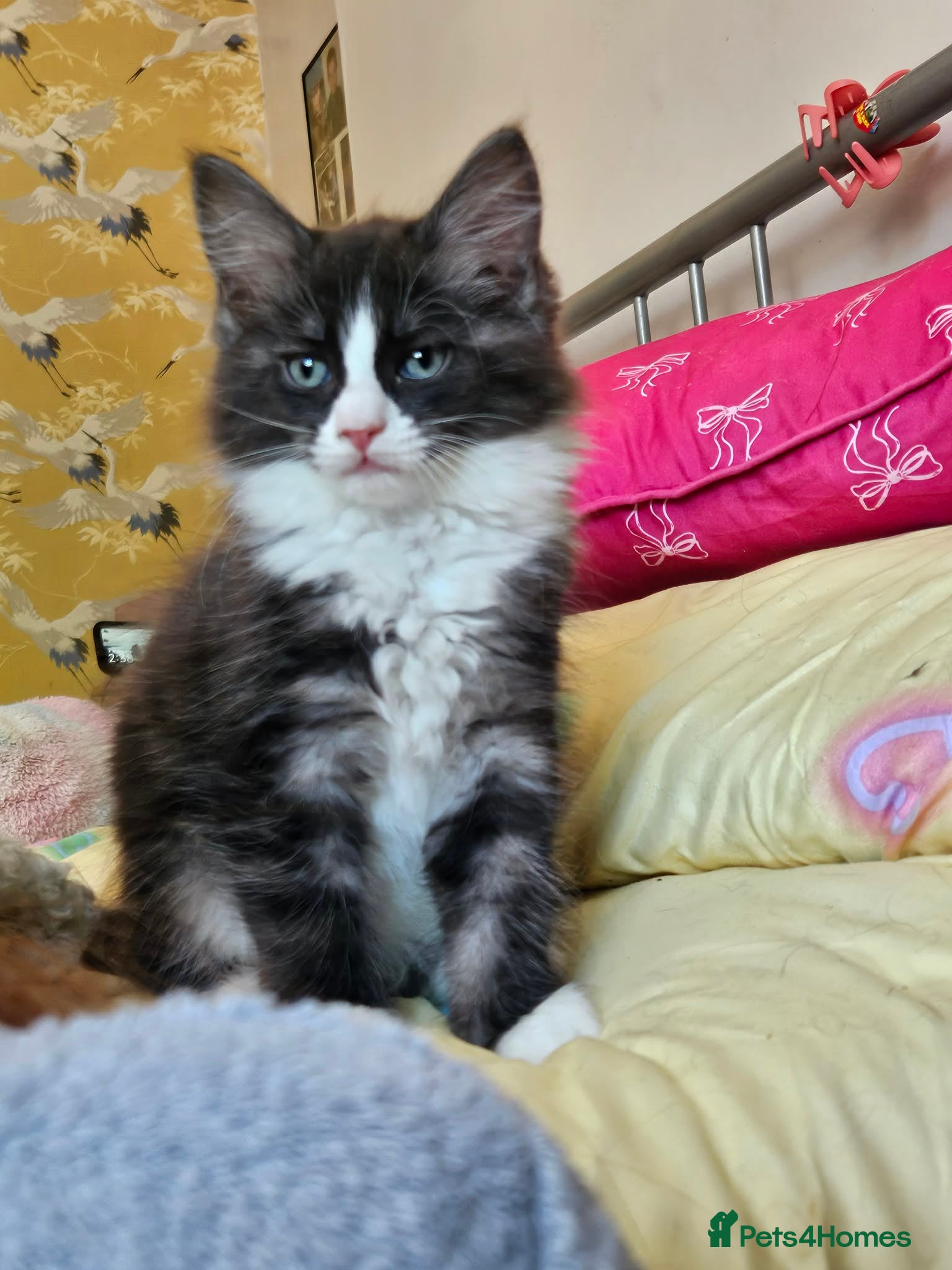 Ragcoon cats Fabulous mainecoon cross ragdoll - Advert 3