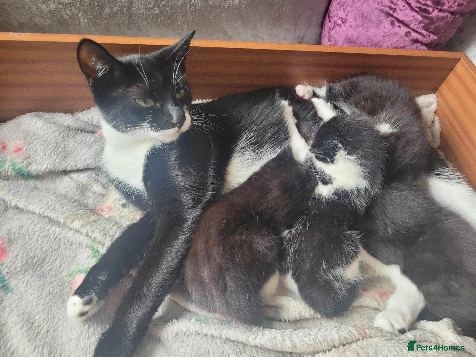 Domestic Shorthair cats Beautiful tuxedo kittens - Advert 1