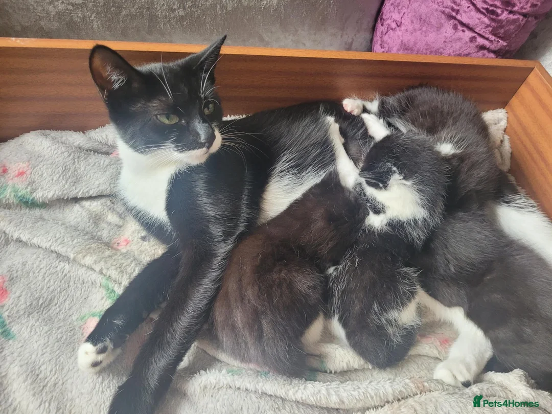 Domestic Shorthair cats for sale: Beautiful tuxedo kittens - Advert 1