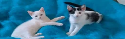 Mixed Breed cats for sale: Turkish Angora mix kittens - Advert 3
