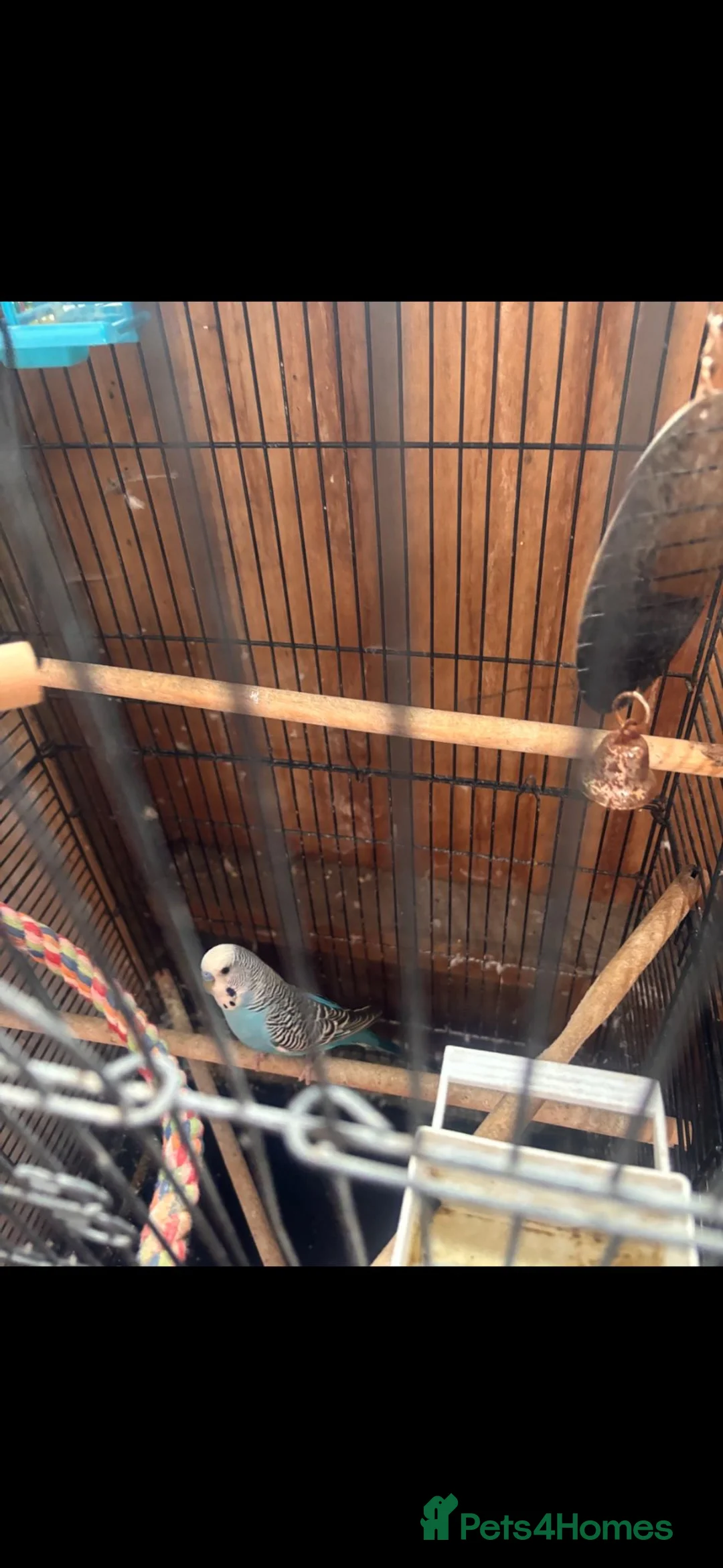 Mixed Breed birds for sale: Budgie and canary in Blyth - Advert 1