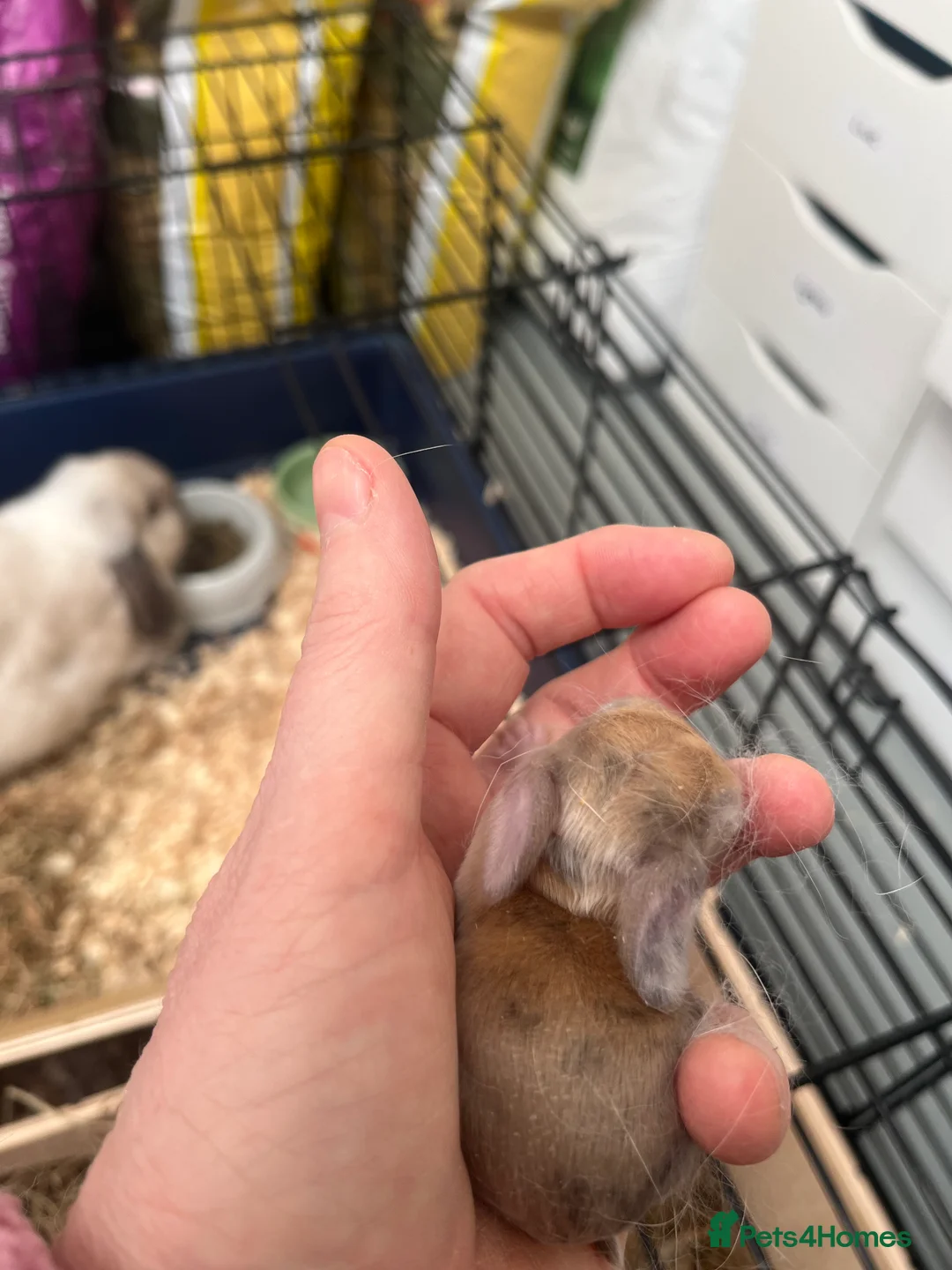 Mini Lop rabbits for sale: Gorgeous Mini Lops - Advert 9
