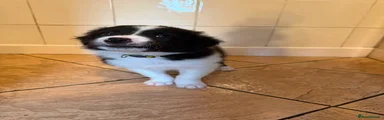 Border Collie 2