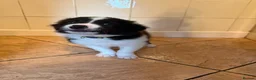 Border Collie dogs for sale: Border collie pups for sale - Advert 4