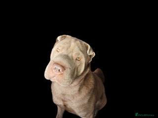 Shar Pei dogs in Glasgow - Advert 6
