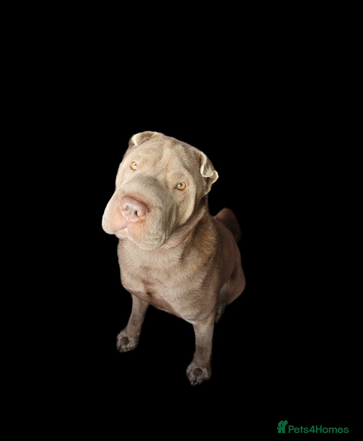 Shar Pei dogs for stud: kc lilac/fawn dilute - Advert 1