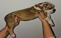Alapaha Blue Blood Bulldog dogs for sale: IABBR. Health tested. Top lines.  - Advert 11