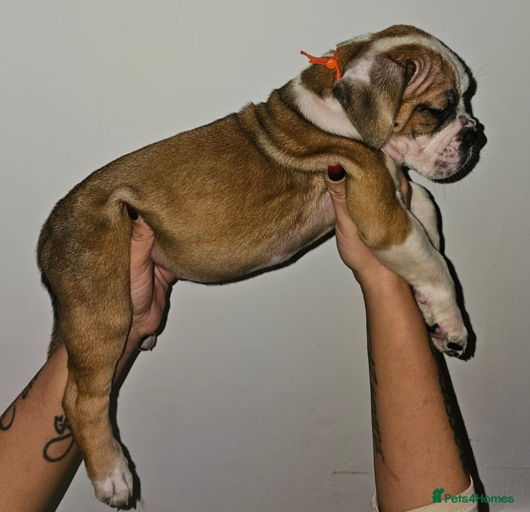 Alapaha Blue Blood Bulldog dogs for sale: IABBR. Health tested. Top lines.  - Advert 11