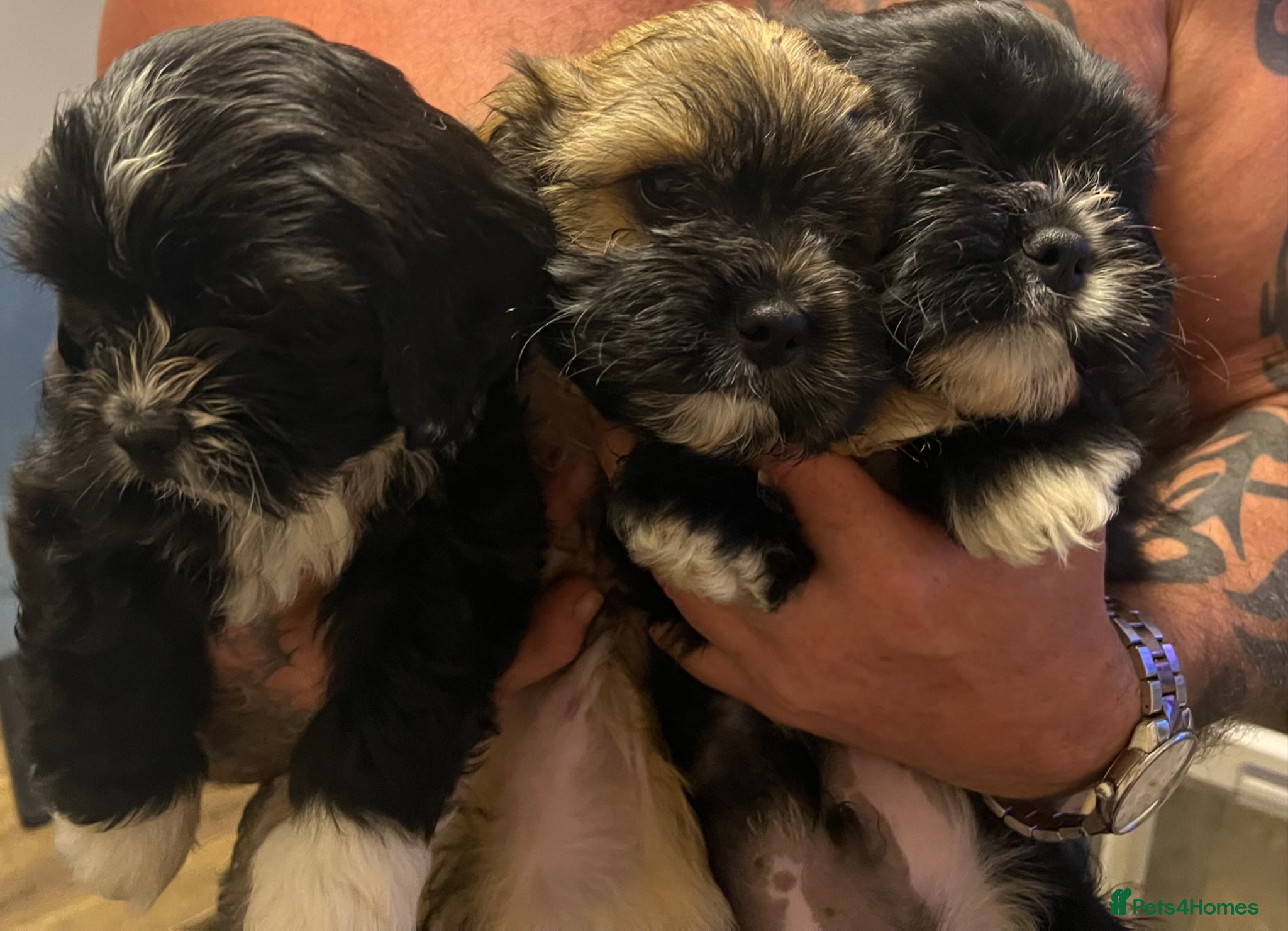 Cava Tzu dogs Ready Now Gorgeous Cava Tzu F1 Pups  - Advert 1