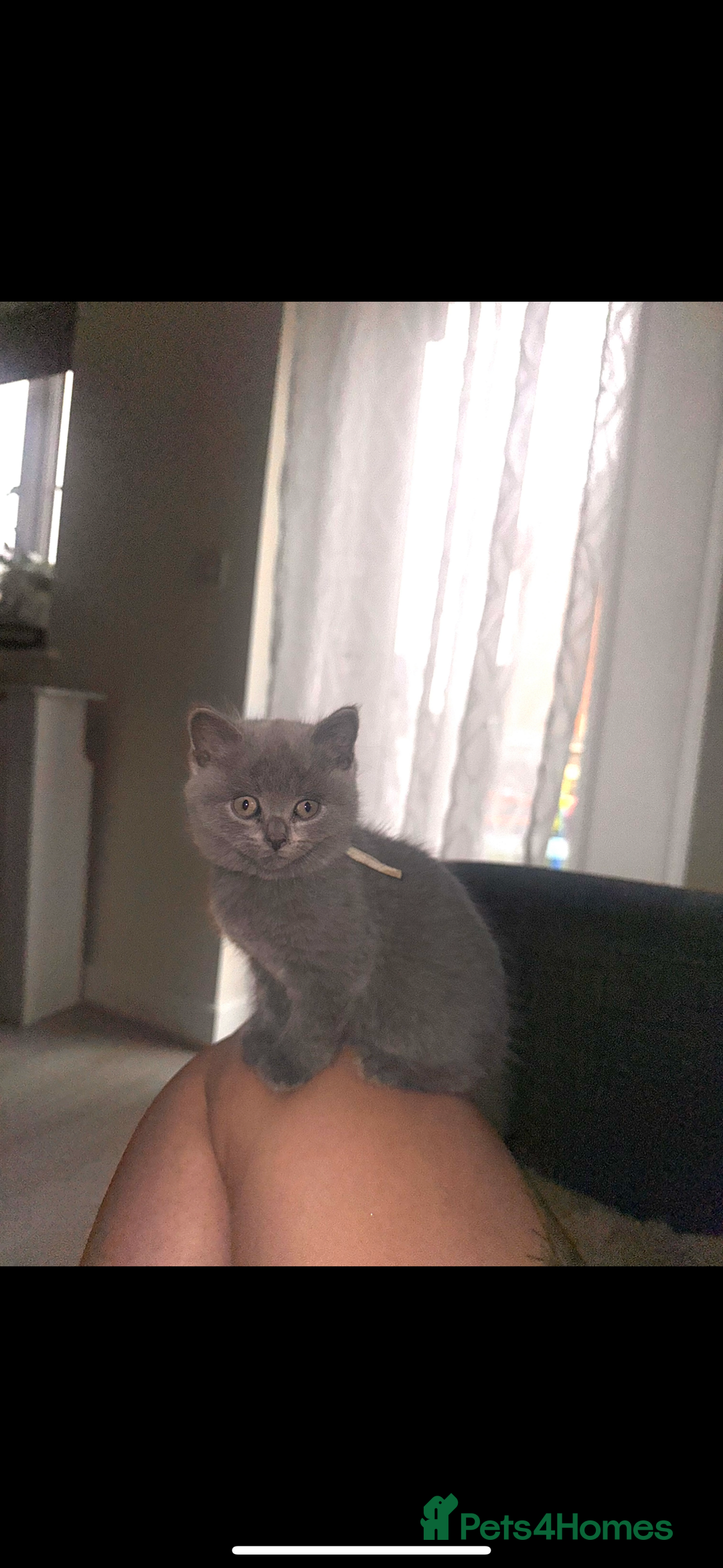 British Shorthair cats for sale: 🌟 Blue British Shorthair kittens🌟 - Image 10