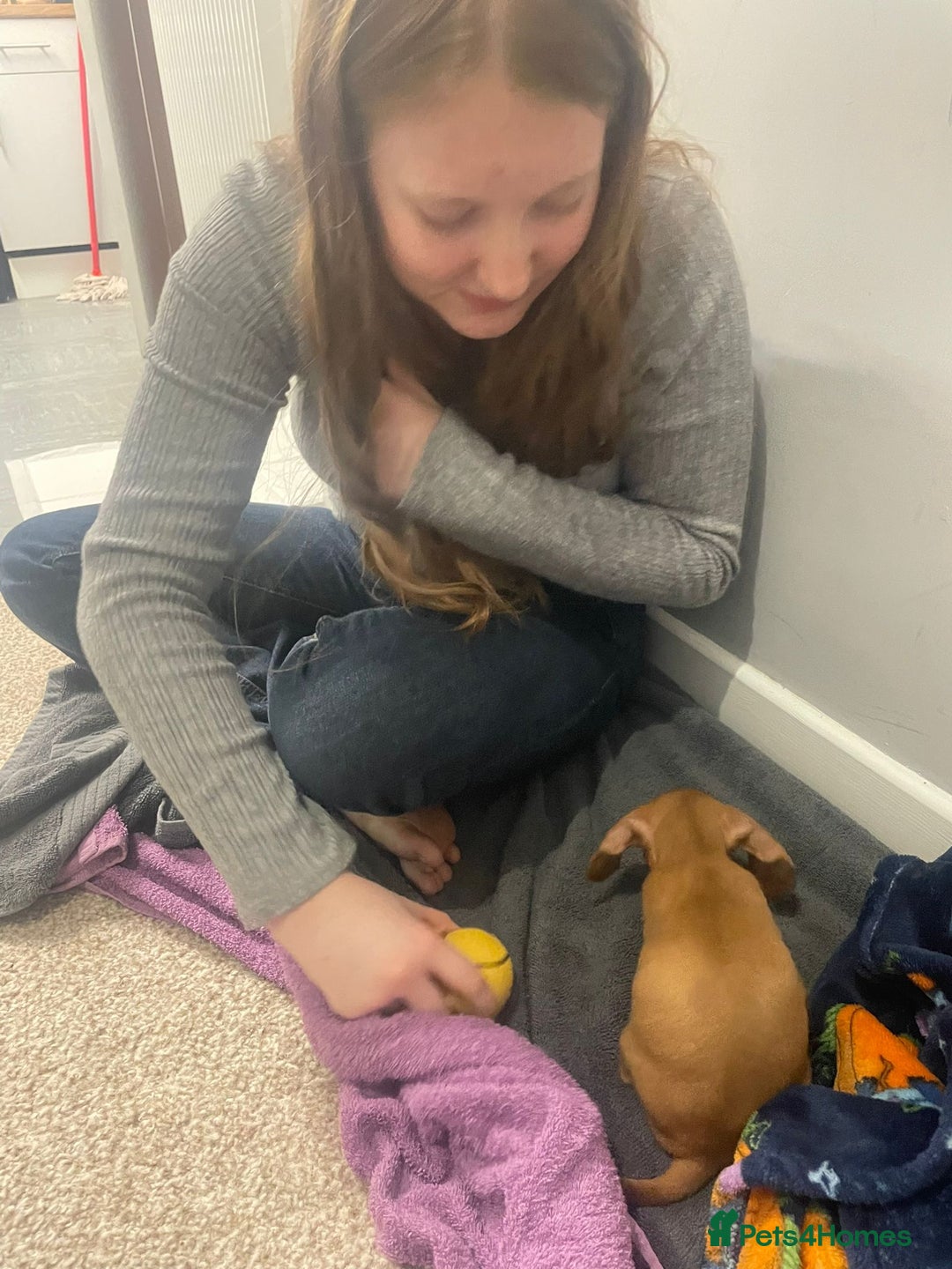 Miniature Dachshund dogs for sale: Millie  - Advert 10