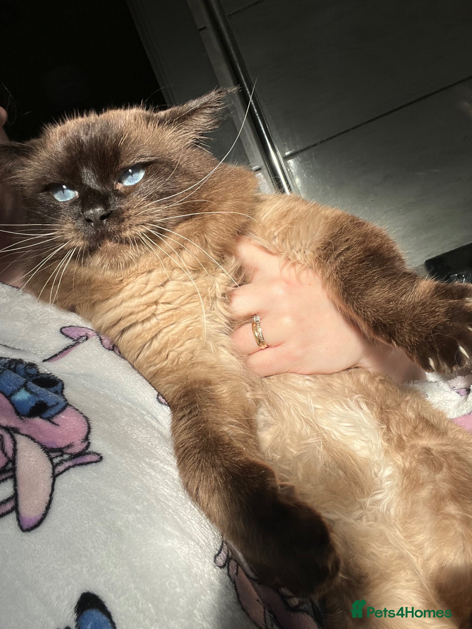 Ragdoll cats for sale: READY NOW RAGDOLL KITTENS  - Advert 5