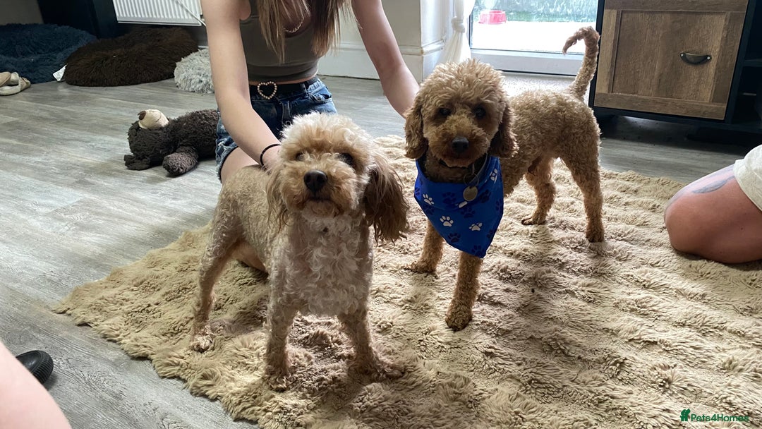 Cockapoo dogs for sale: Tiny cockapoo puppy’s  - Image 5