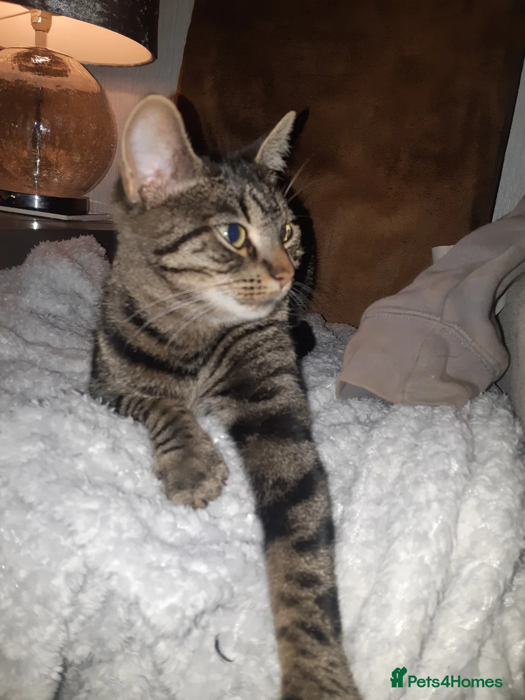 British Shorthair cats for sale: Cheeky kittens  - Advert 1