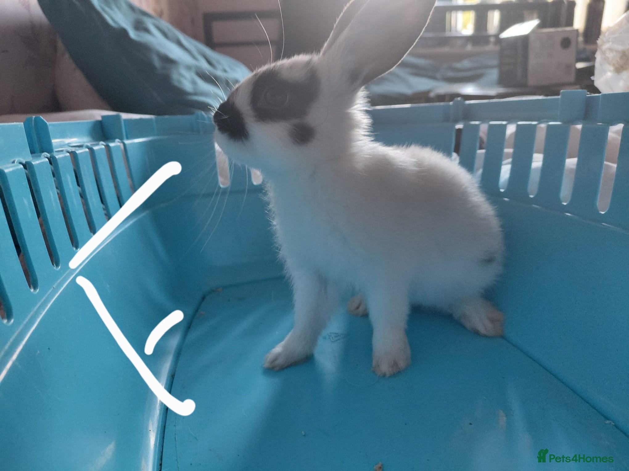 Mixed Breed rabbits for sale: Baby Bunnies  in Wolverhampton - Advert 1