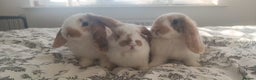 Mini Lop rabbits for sale: Adorable Mini Lop Baby Bunnies for sale - Advert 1