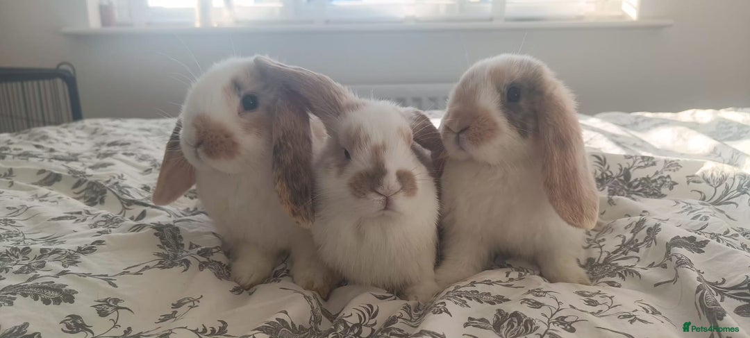 Mini Lop rabbits for sale: Adorable Mini Lop Baby Bunnies for sale - Advert 1