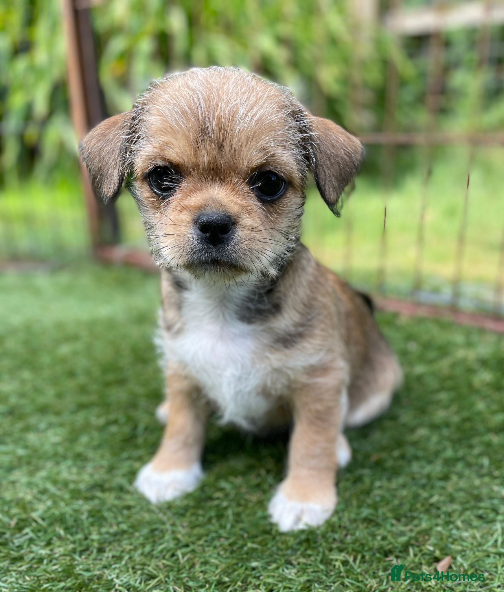Mixed Breed dogs Lovely litter of beautiful shichis - Advert 2