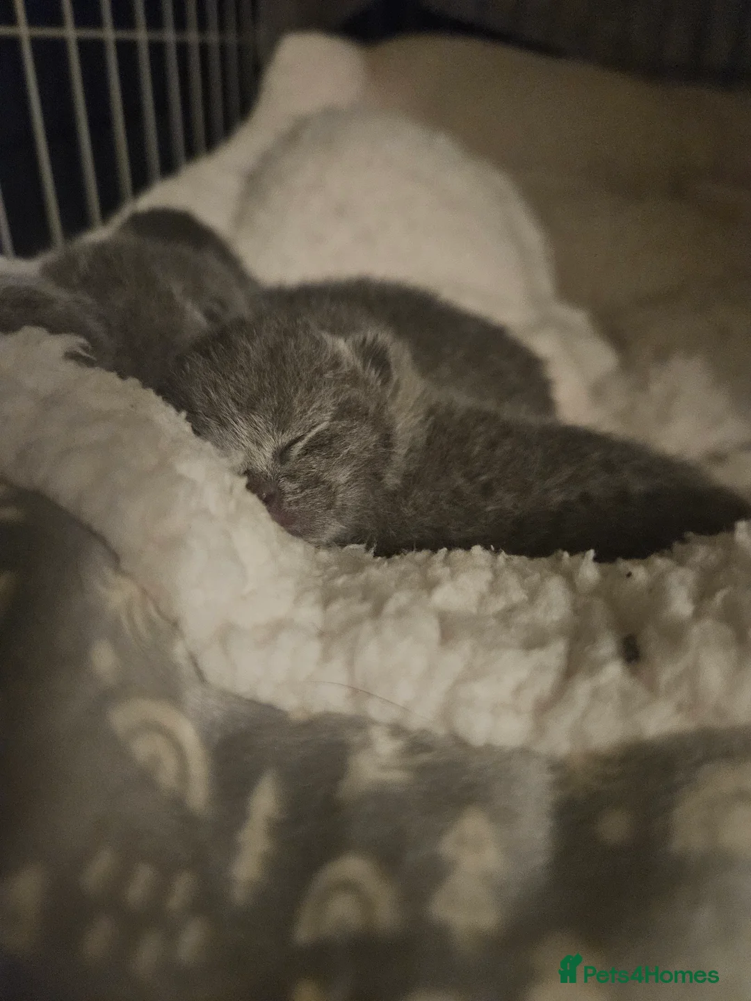British Shorthair cats for sale: British Shorthair Kittens GCCF - Advert 3