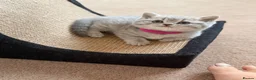 British Shorthair cats for sale: Loving Home-Raised British Shorthair Kittens - Advert 29