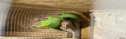 Parakeets birds for sale: Green female ring necks  - Advert 4