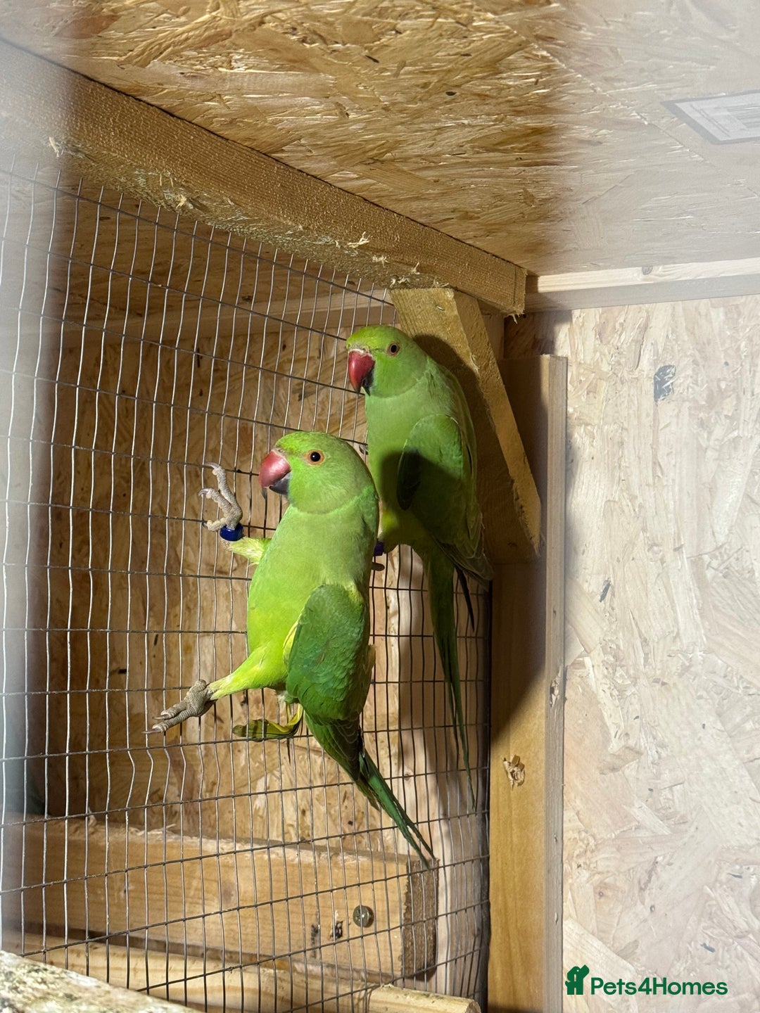 Parakeets birds for sale: Green female ring necks  - Advert 4
