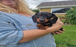 Miniature Dachshund dogs for sale: Quality mini dachshund puppies 💜 - Image 16