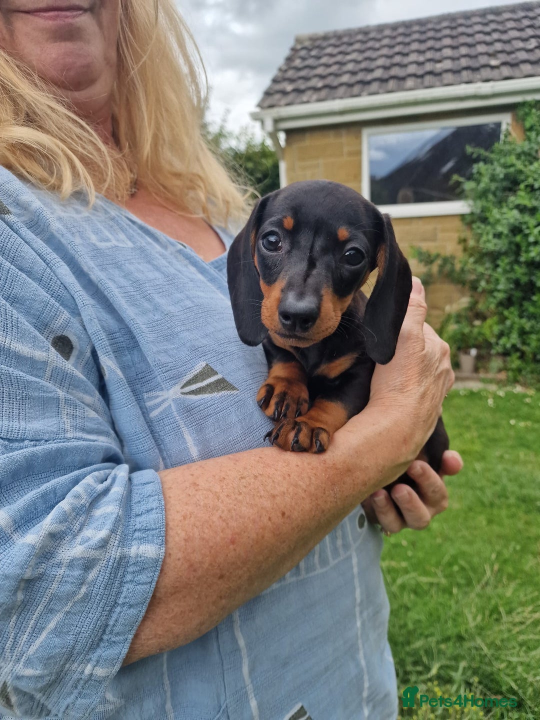 Miniature Dachshund dogs for sale: Quality mini dachshund puppies 💜 - Image 16