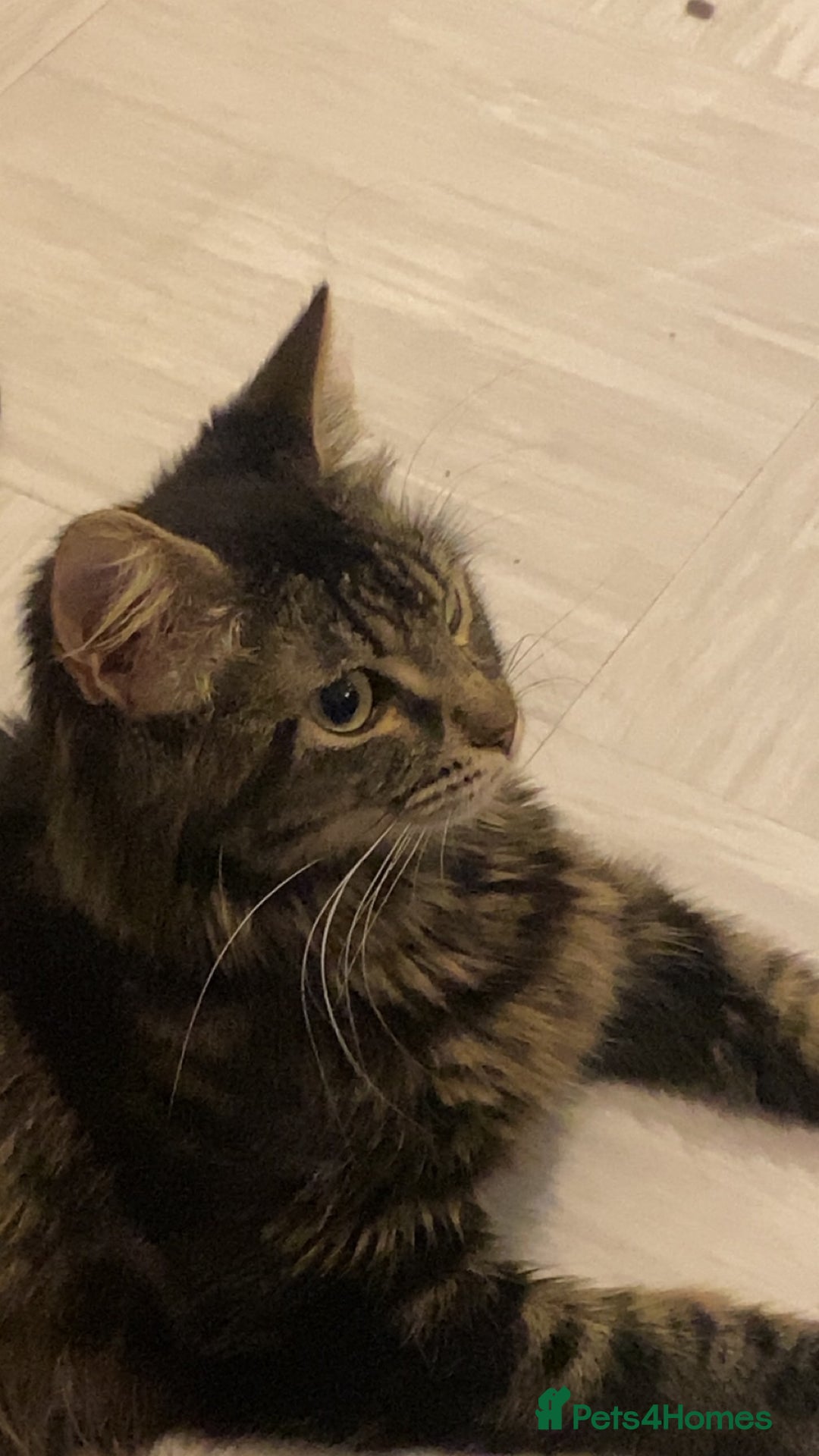 Mixed Breed cats for sale: 2 girl long haired tabby kittens  - Image 27