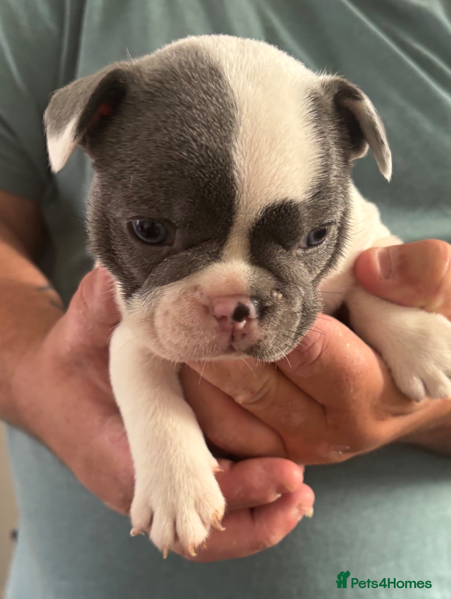 French Bulldog dogs Stunning KC Reg Pied French Bulldogs  - Advert 10
