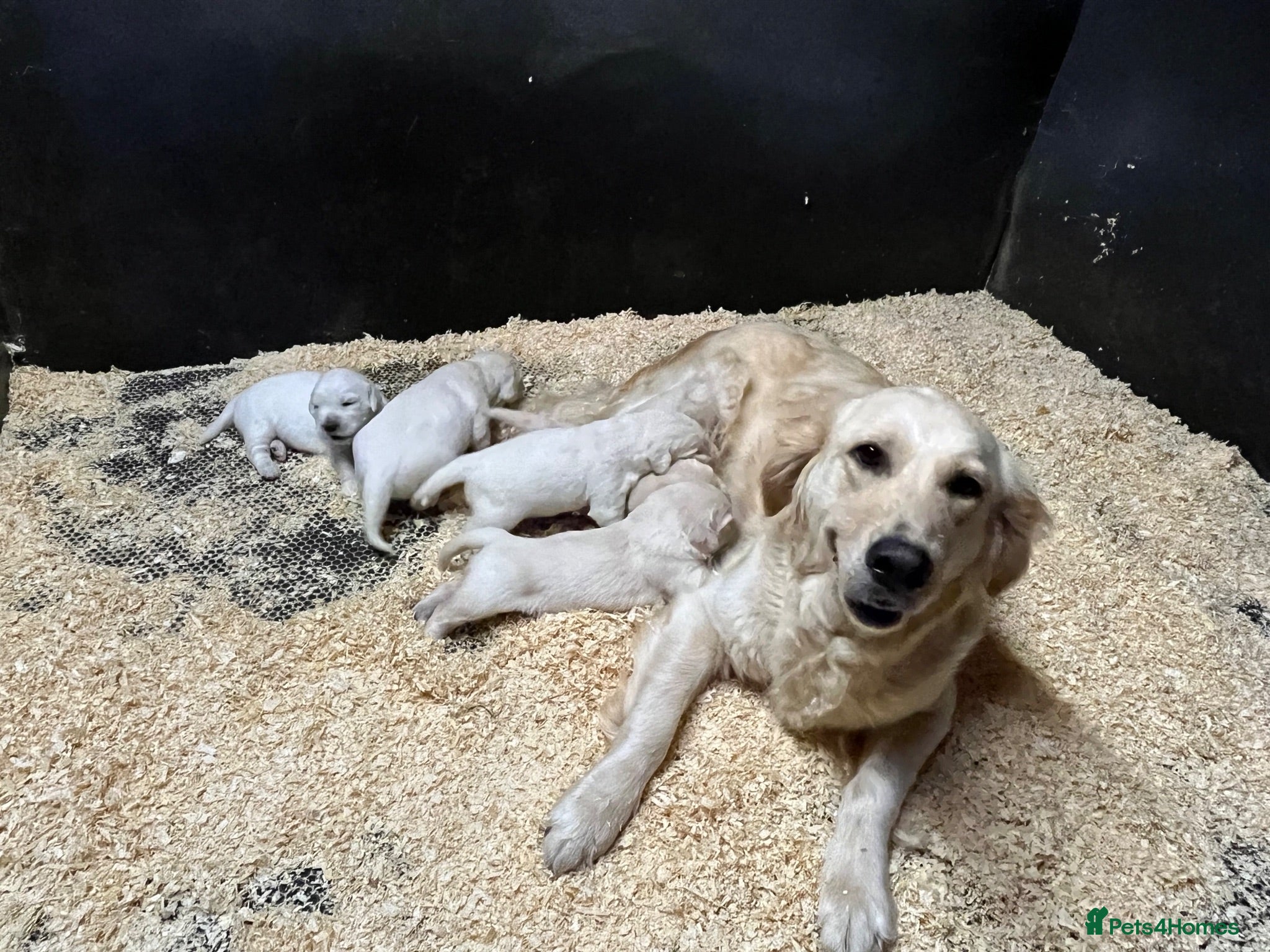 Golden Retriever dogs Pedigree show quality golden retrievers  - Advert 2