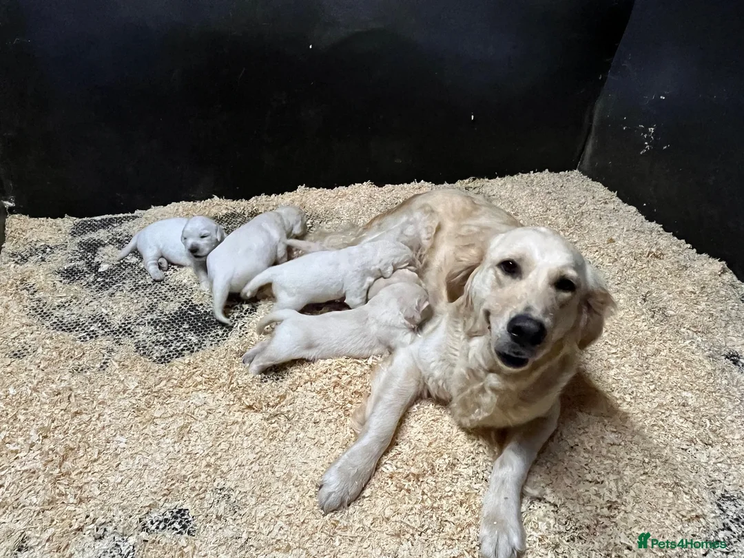 Golden Retriever dogs for sale: Pedigree show quality golden retrievers  - Advert 2