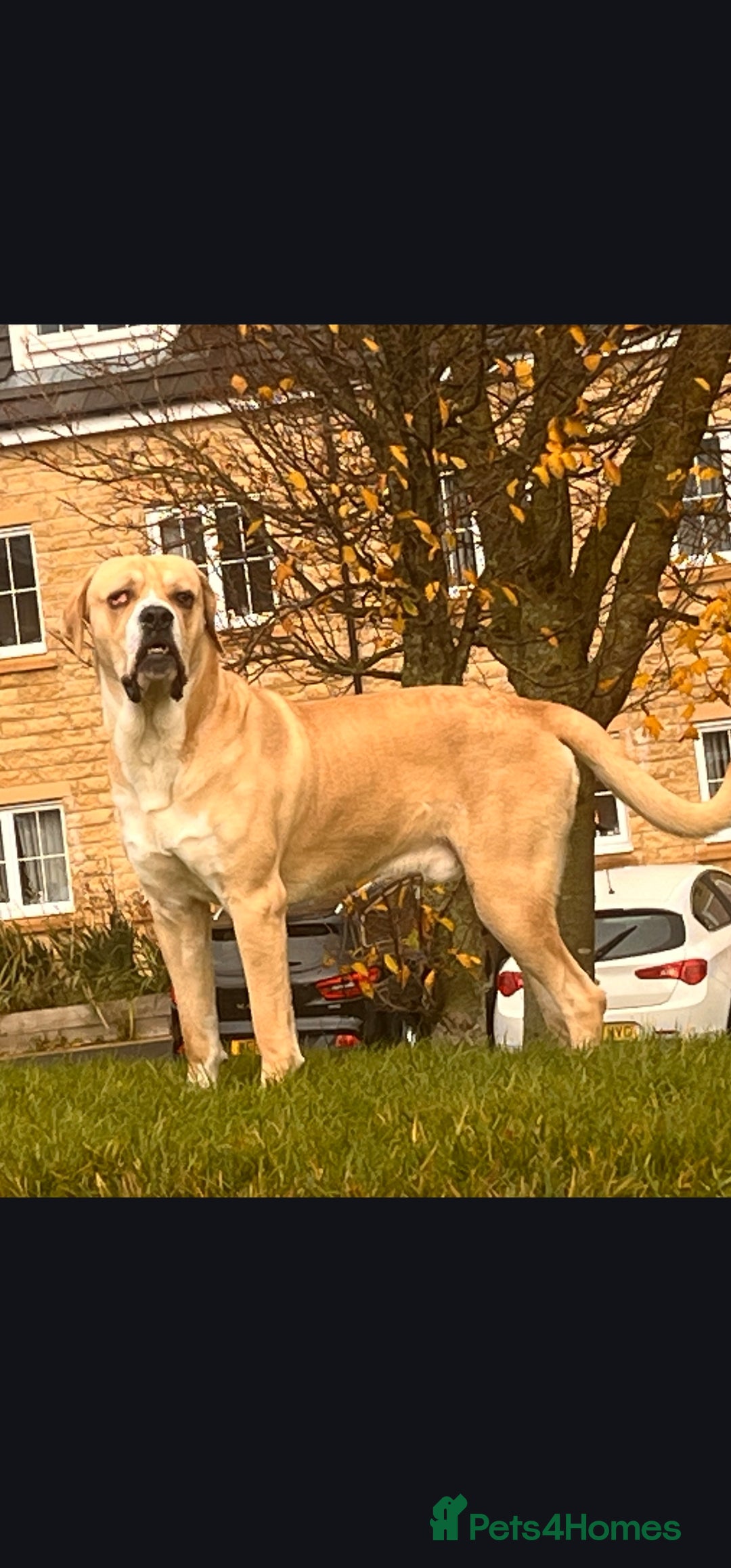 Mixed Breed dogs Central Asian Shepherd x Cane Corso - Advert 12