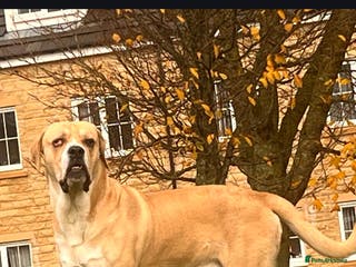 Mixed Breed dogs Central Asian Shepherd x Cane Corso - Advert 4