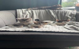 Mixed Breed cats for sale: Tabby kittens for sale - Image 13