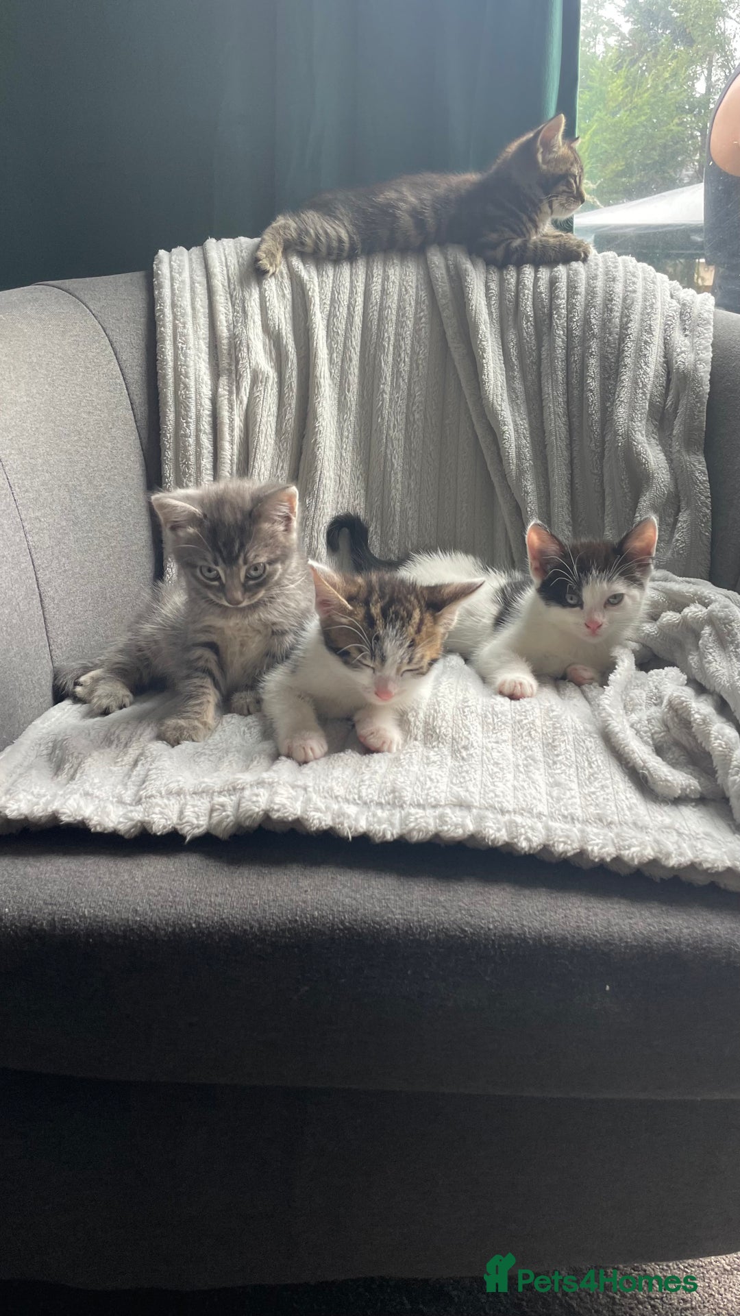 Mixed Breed cats for sale: Tabby kittens for sale - Image 13