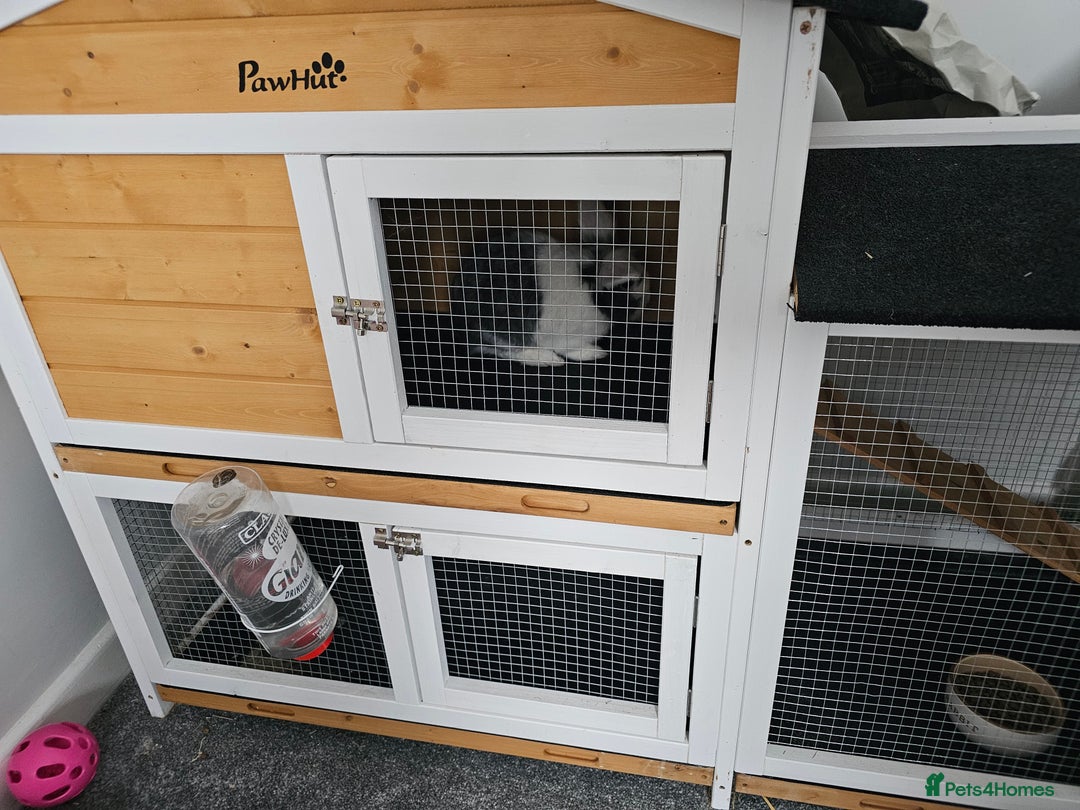 Netherland Dwarf rabbits for sale: Lovely grey netherlands drawf - Image 4